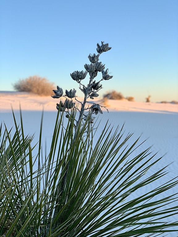 A close-up of a yucca plant with frost-covered seedpods, set against the backdrop of a white sandy desert and a clear sunrise or sunset sky.